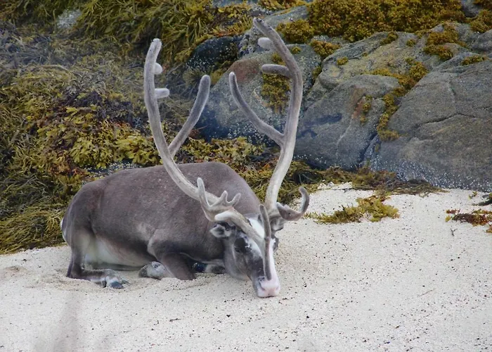 Superior With Sea View In Senja Senjehesten