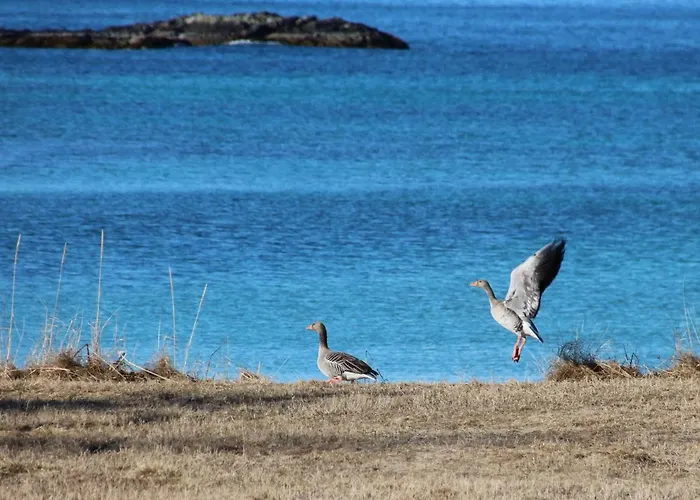 Superior With Sea View In Senja