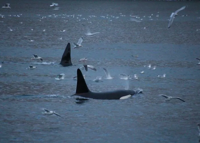 Superior With Sea View In Senja Senjehesten