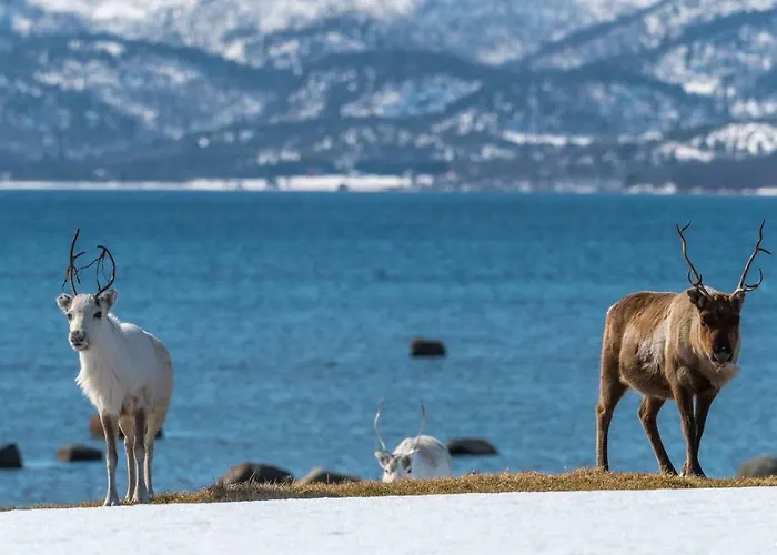 Superior With Sea View In Senja