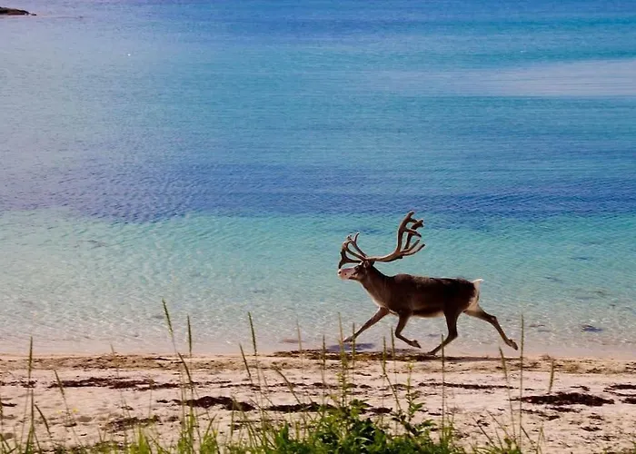 Superior With Sea View In Senja אכסניה *